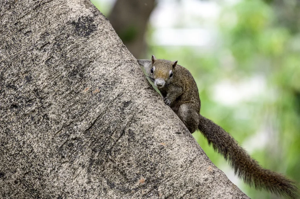 Bangkok, Chatuchak Park