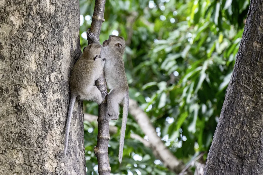 Koh Phangan, Roller Tour Ostküste