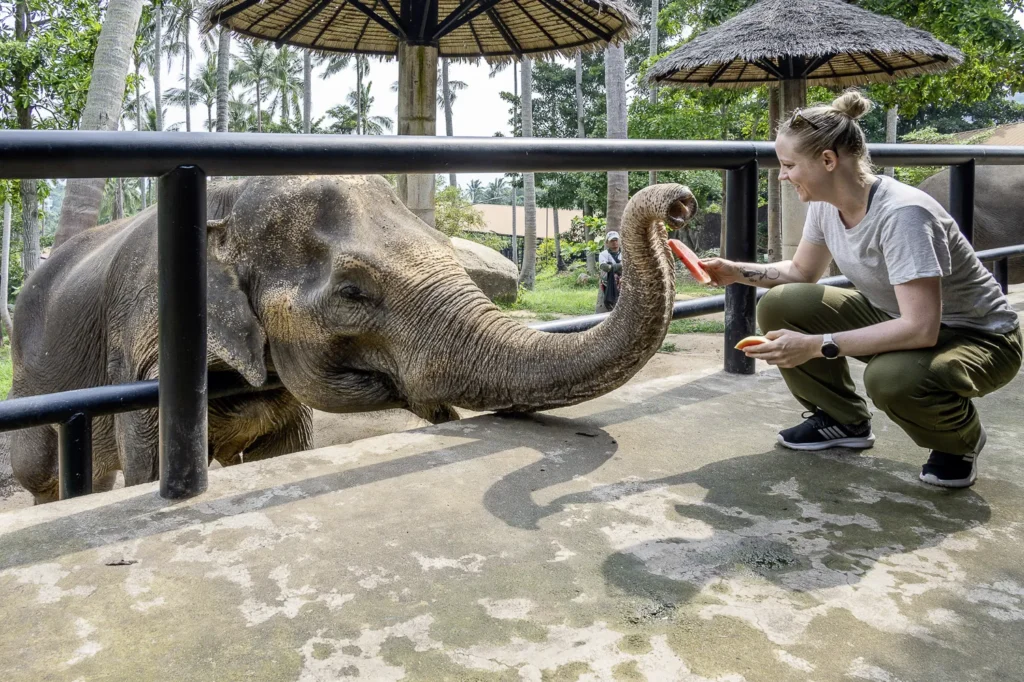 Koh Samui, Samui Elephant Santuary Bophut