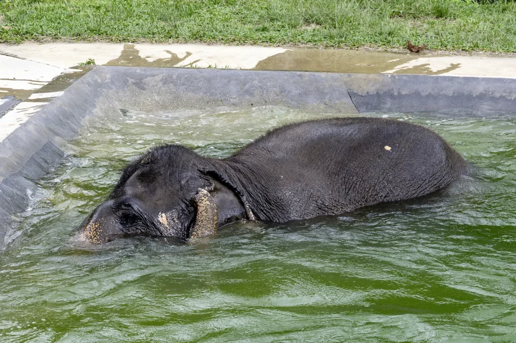 Koh Samui, Samui Elephant Santuary Bophut