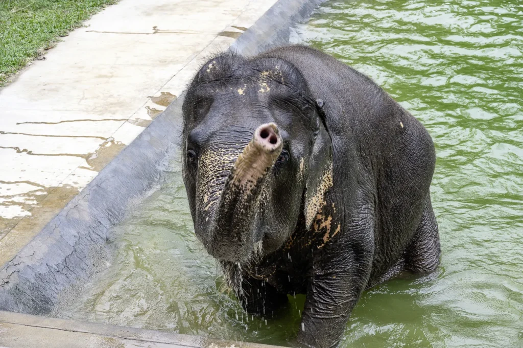 Koh Samui, Samui Elephant Santuary Bophut