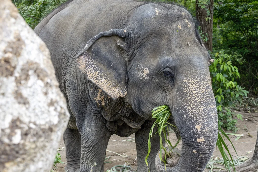 Koh Samui, Samui Elephant Santuary Bophut